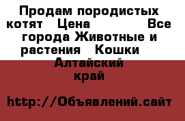 Продам породистых котят › Цена ­ 15 000 - Все города Животные и растения » Кошки   . Алтайский край